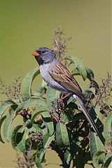 Black-chinned Sparrow